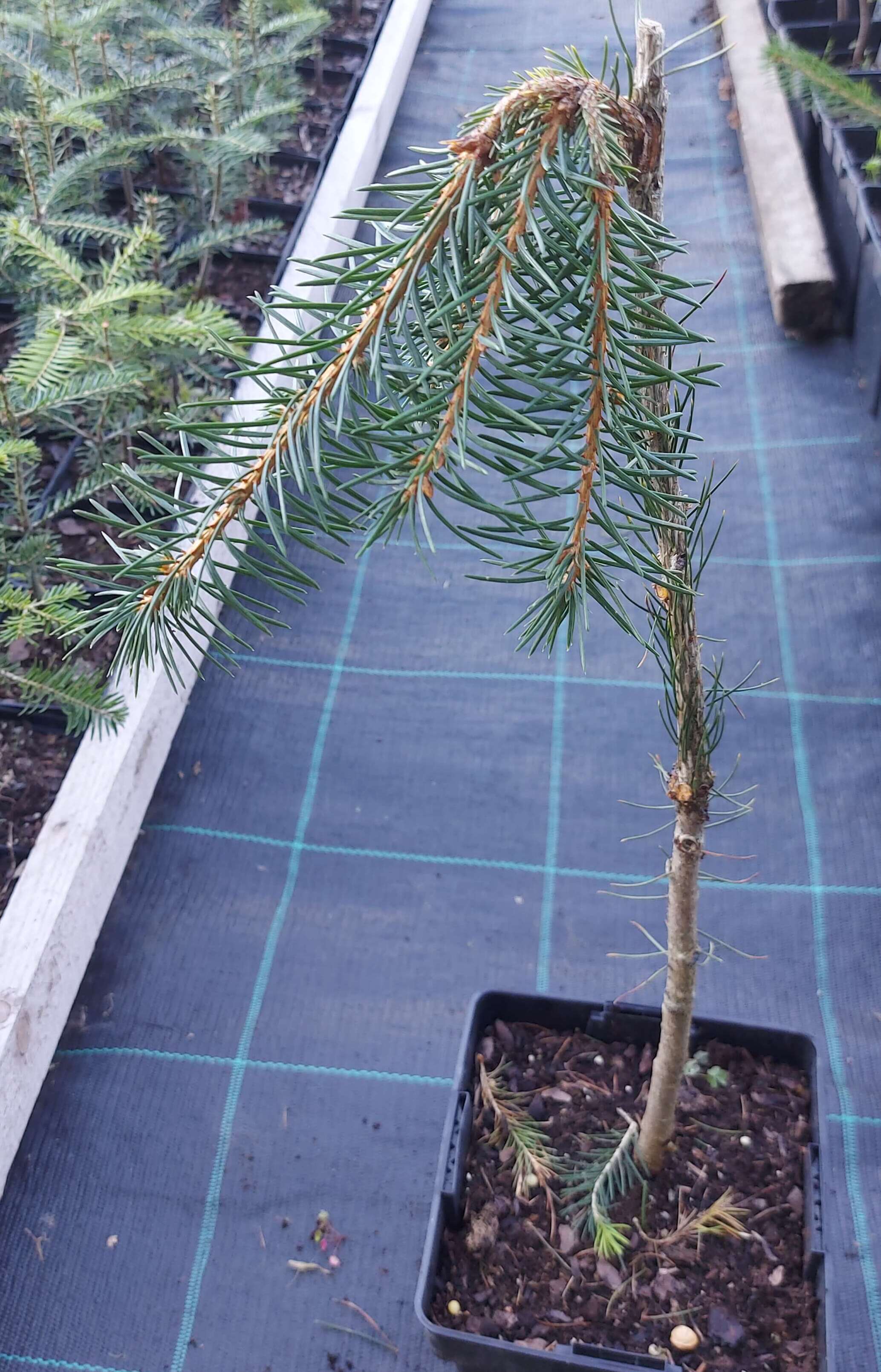 Ялина звичайна 'Пендула Мейджор' (Picea abies 'Pendula Major')