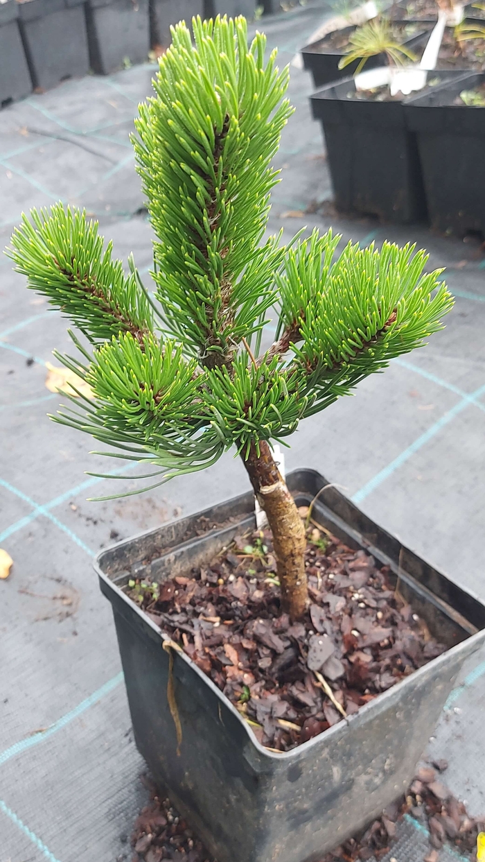 Сосна чорна 'Орегон Грін'  (Pinus nigra 'Oregon Green')