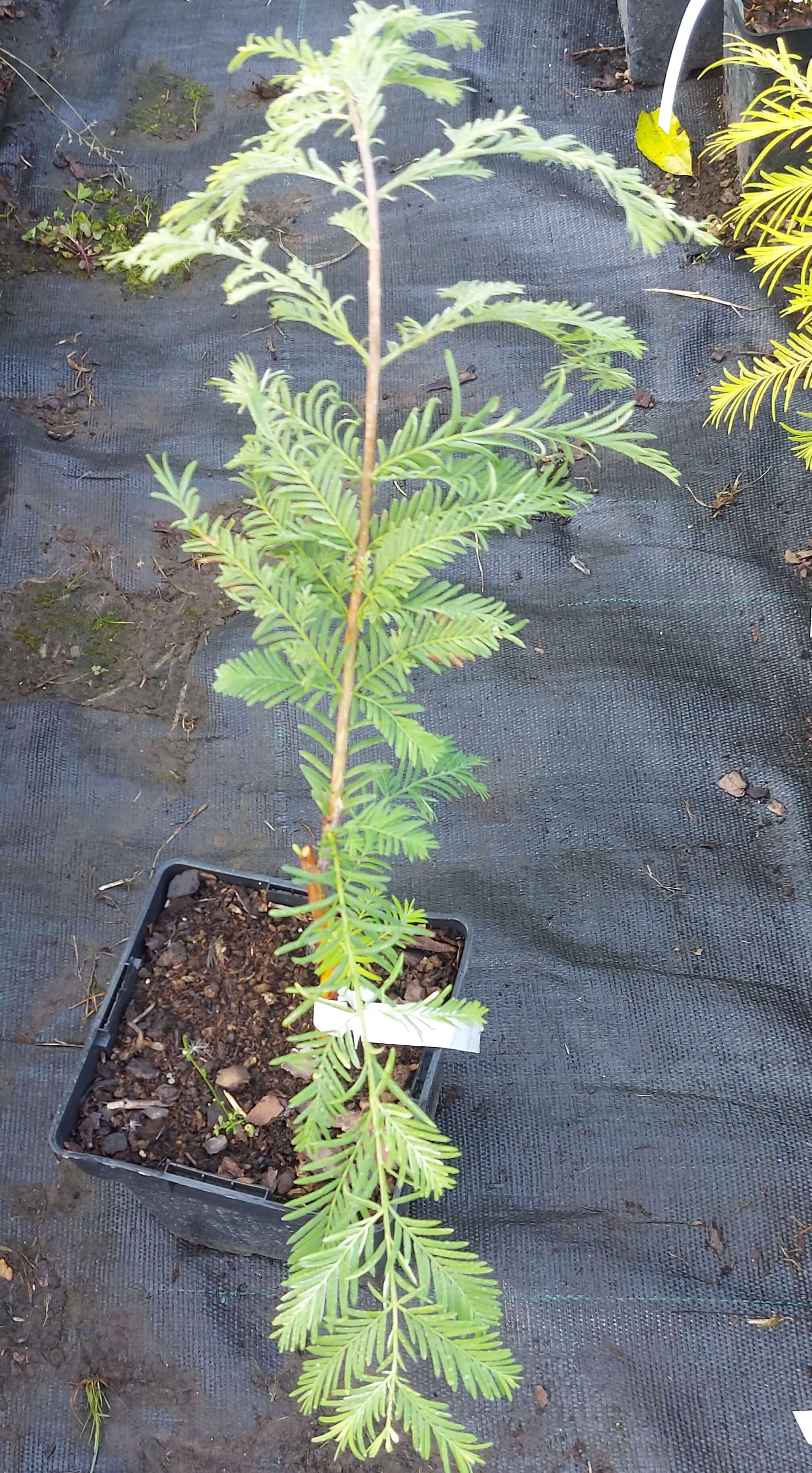 Metasequoia glyptostroboides 'White Spot'