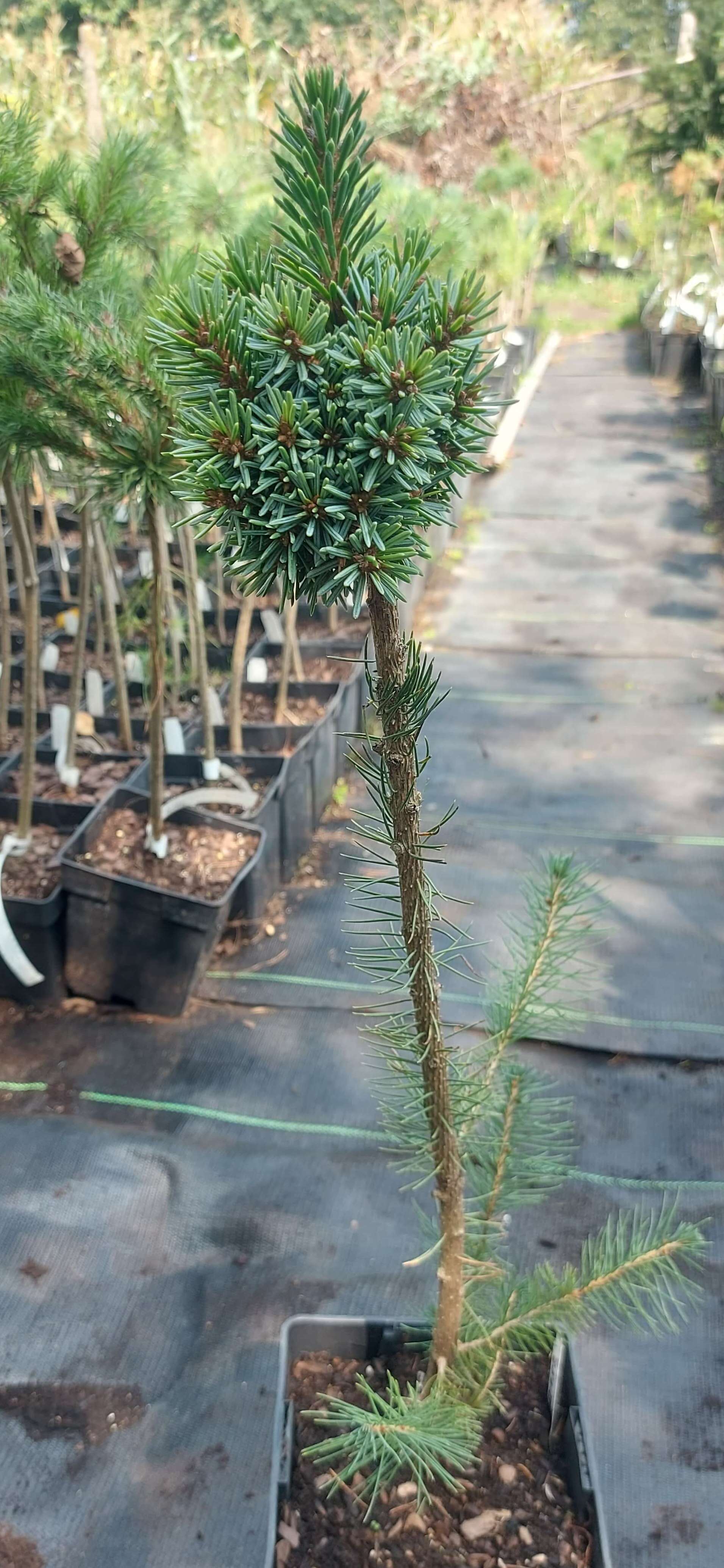 Ялина сербська 'Чойсен'  (Picea omorika 'Choisen')