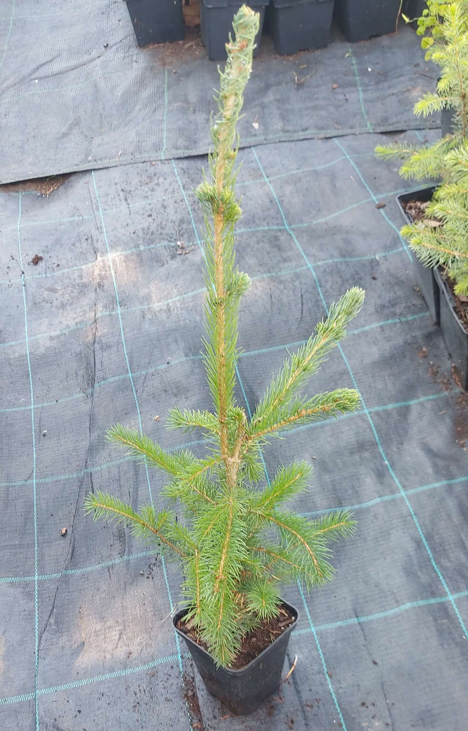 Ялина канадська (Picea glauka)