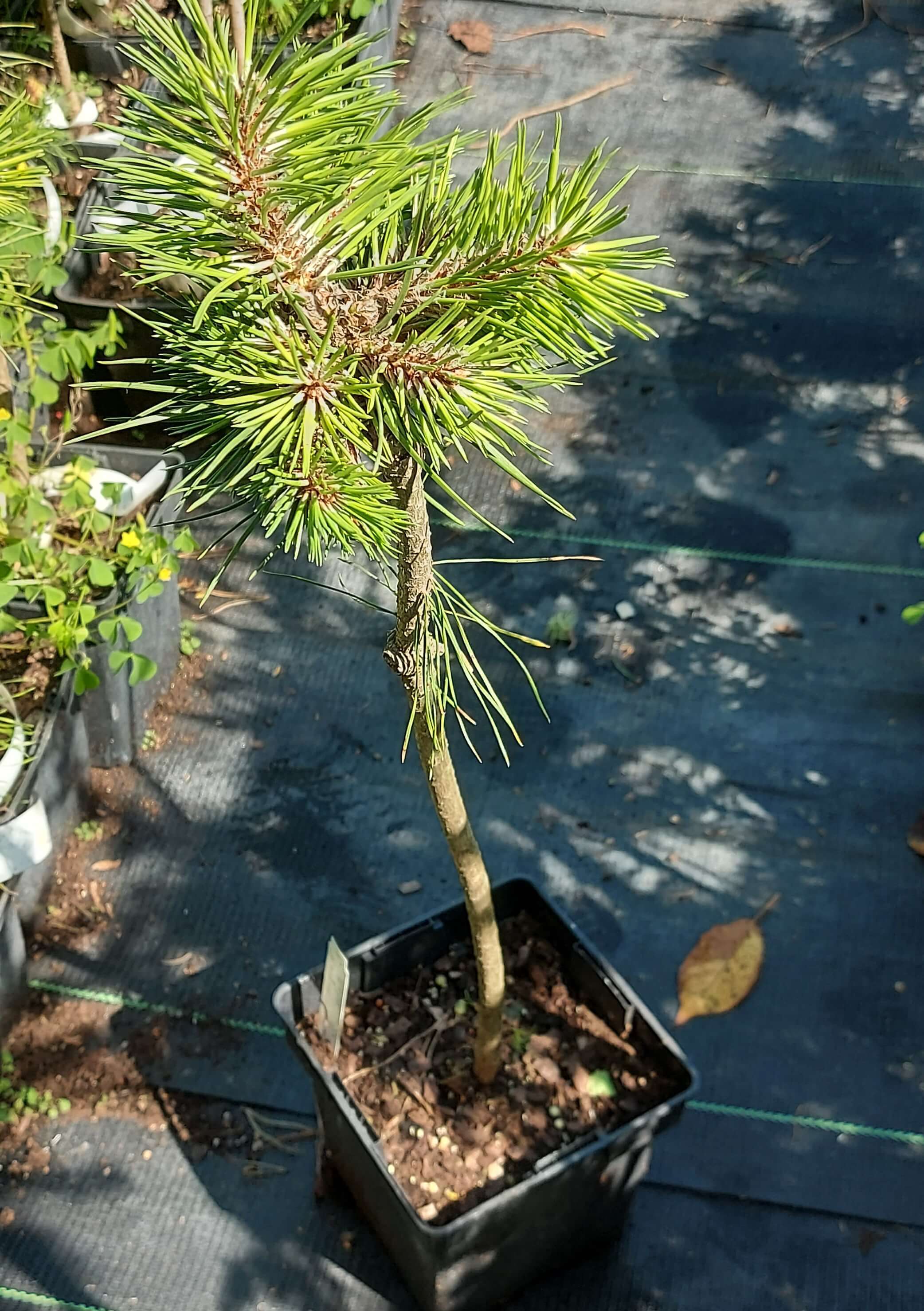Pinus nigra 'Bobo'