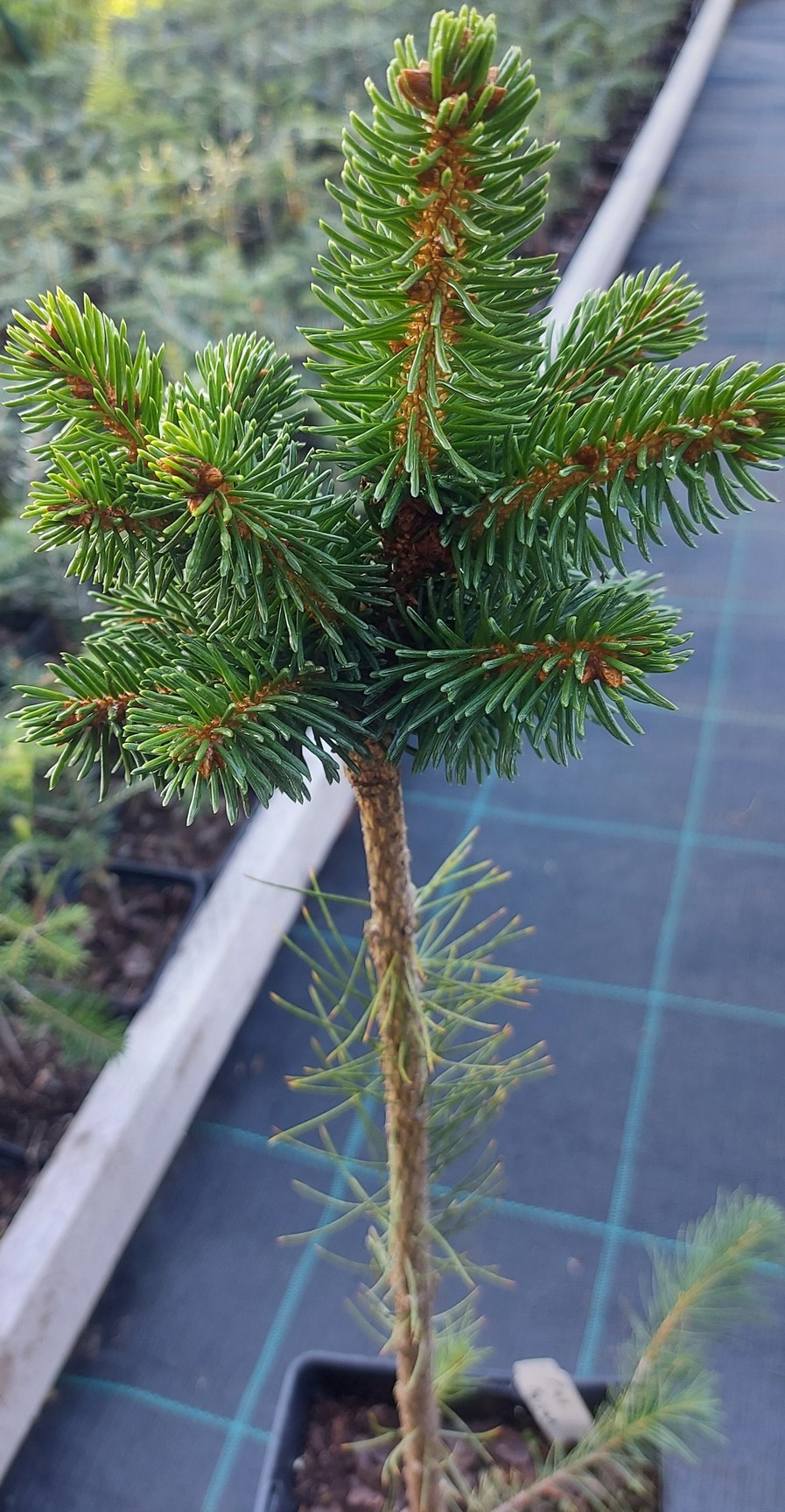 Ялина звичайна 'Мезон' (Picea abies 'Maison')