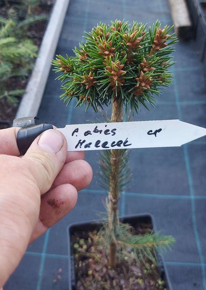 Ялина звичайна 'Малечек' (Picea abies 'Malecek')