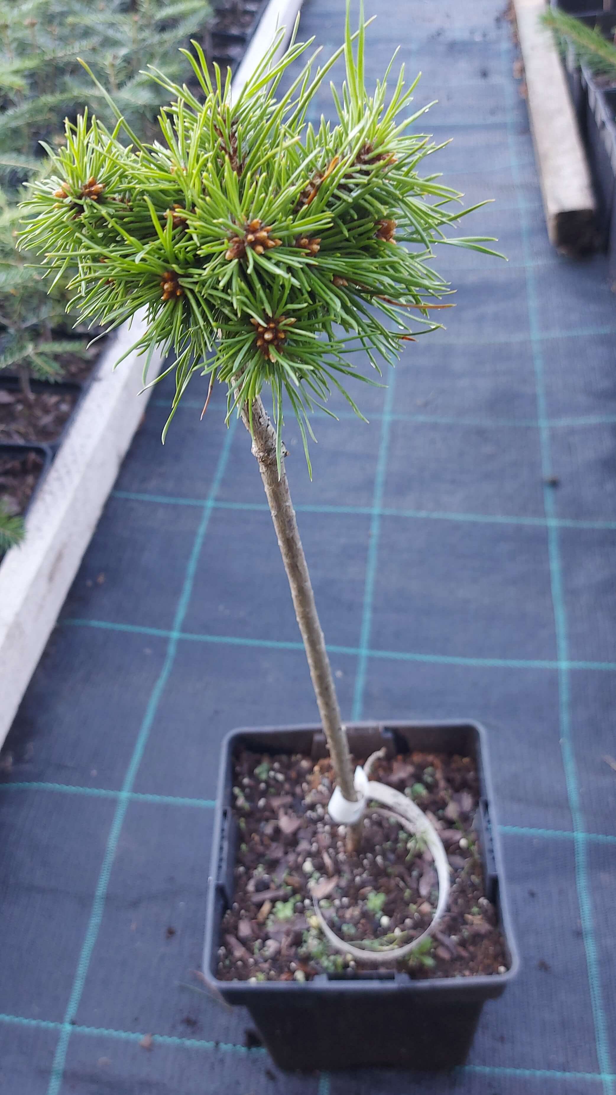 Pinus sylvestris 'Pepino'