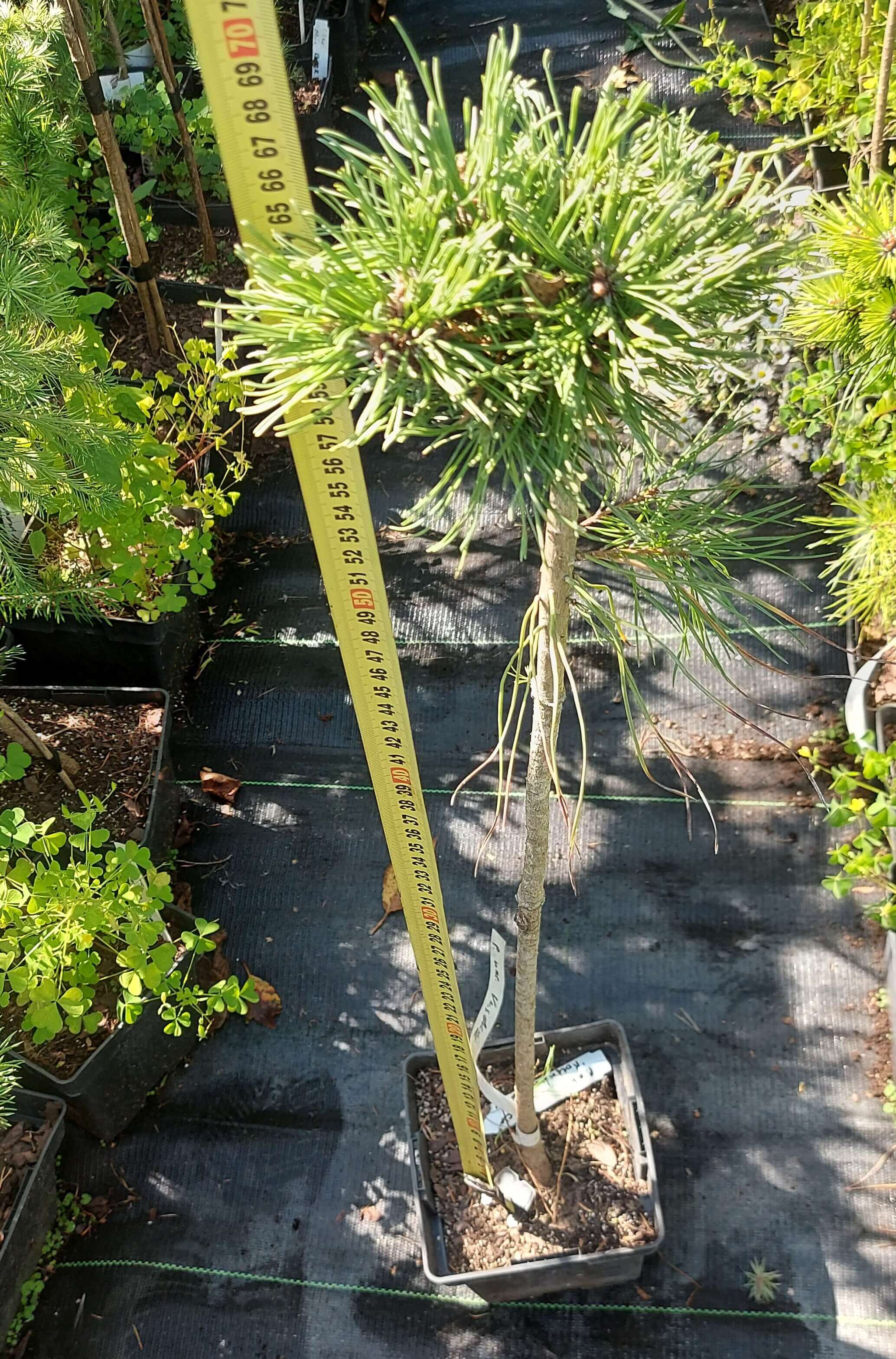 Pinus uncinata 'Vysoky'