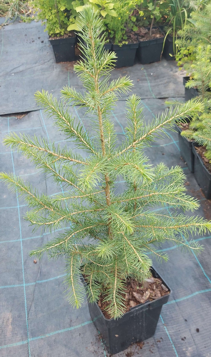 Picea omorica (Ялина сербська)