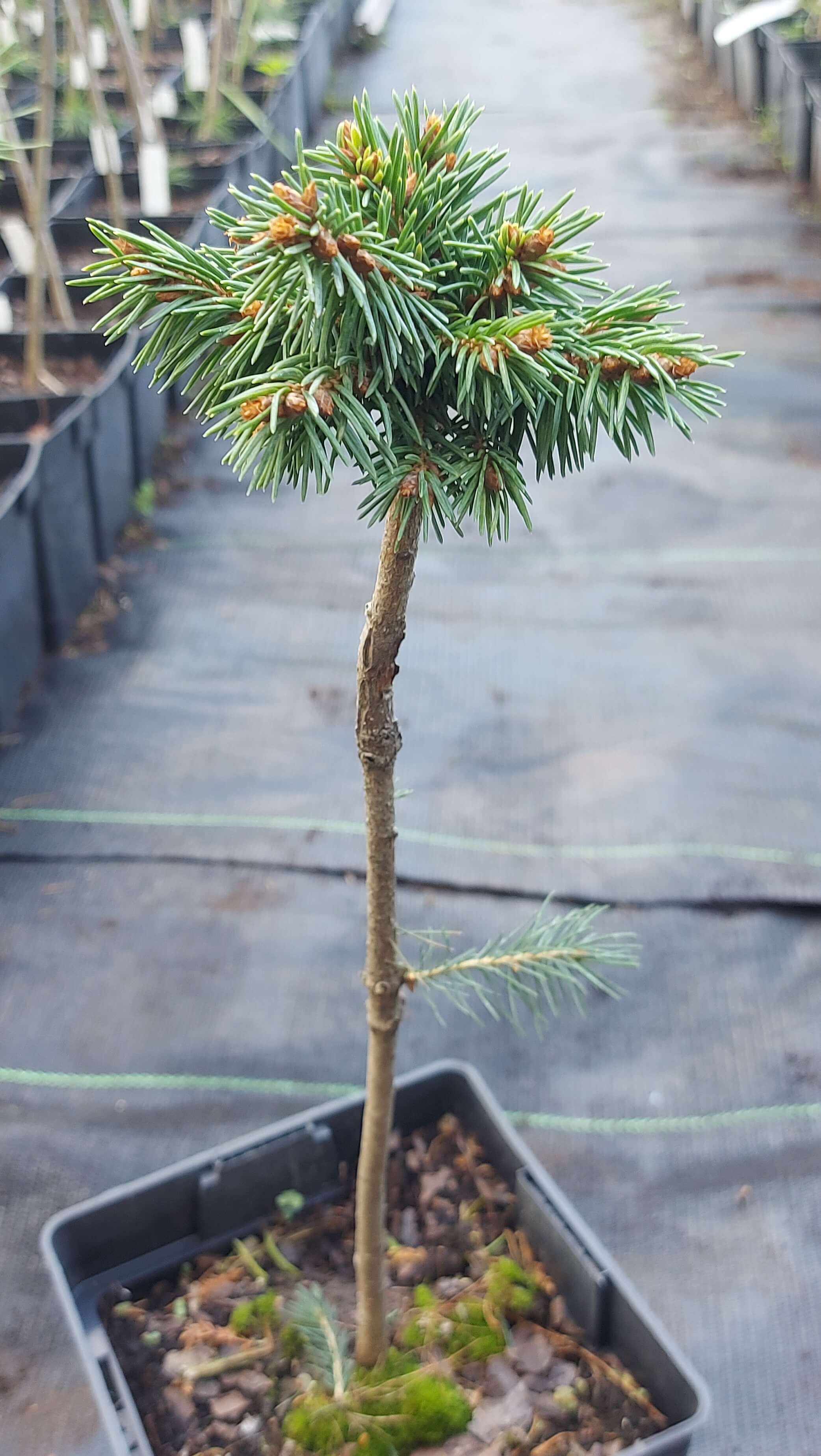 Європейська Ялина 'Космач' (Picea abies 'Kosmach')