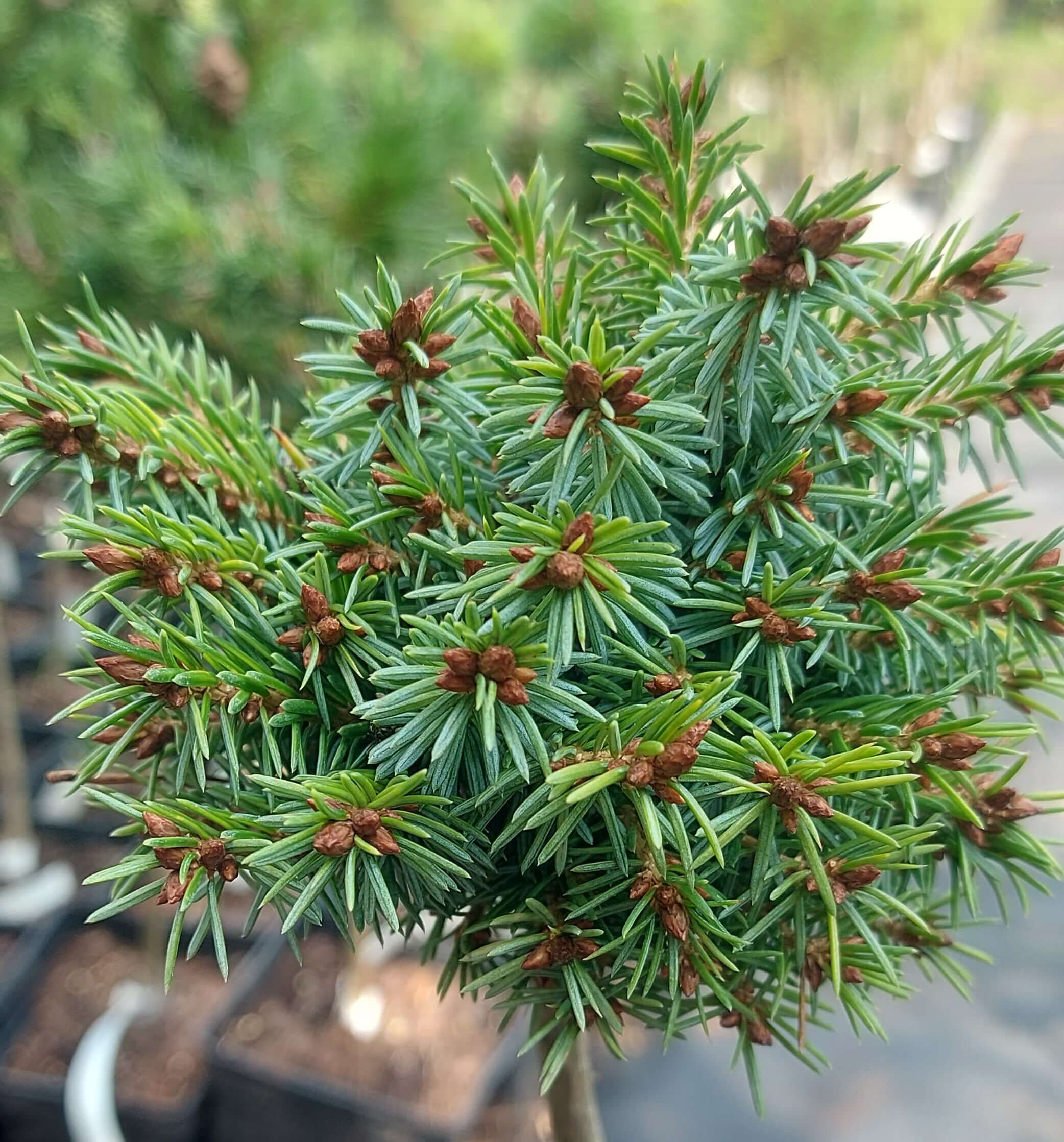 Ялина сербська 'Фукс'  (Picea omorika 'Fuchs')