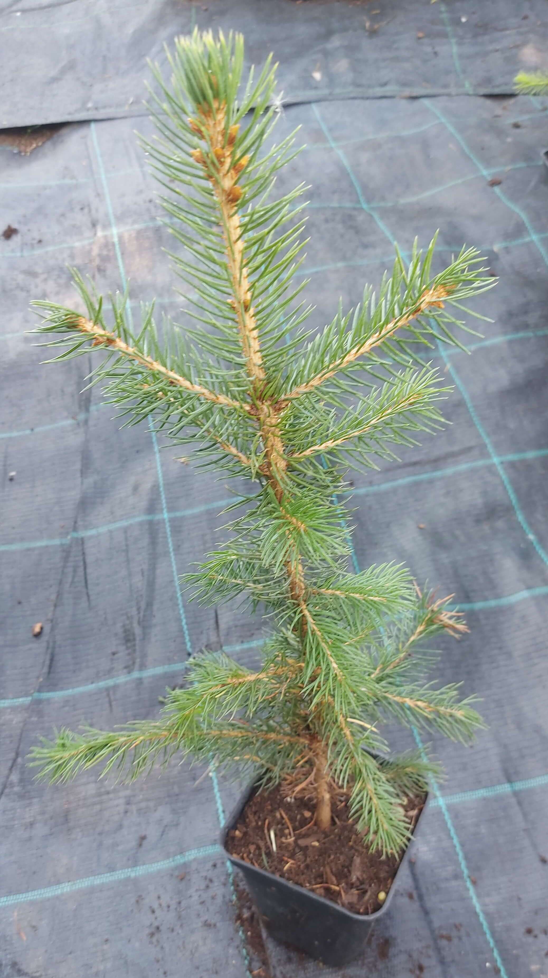 Ялина колюча (Picea pungens)