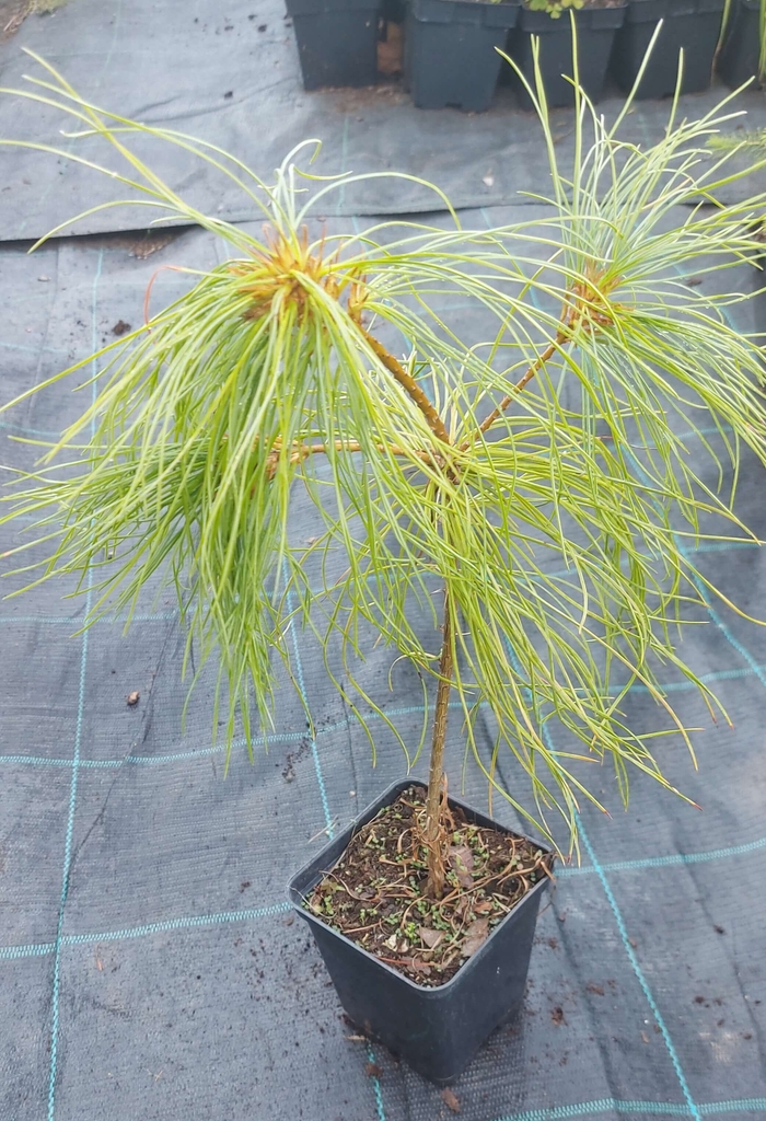 Сосна Арманда (Pinus armandii)