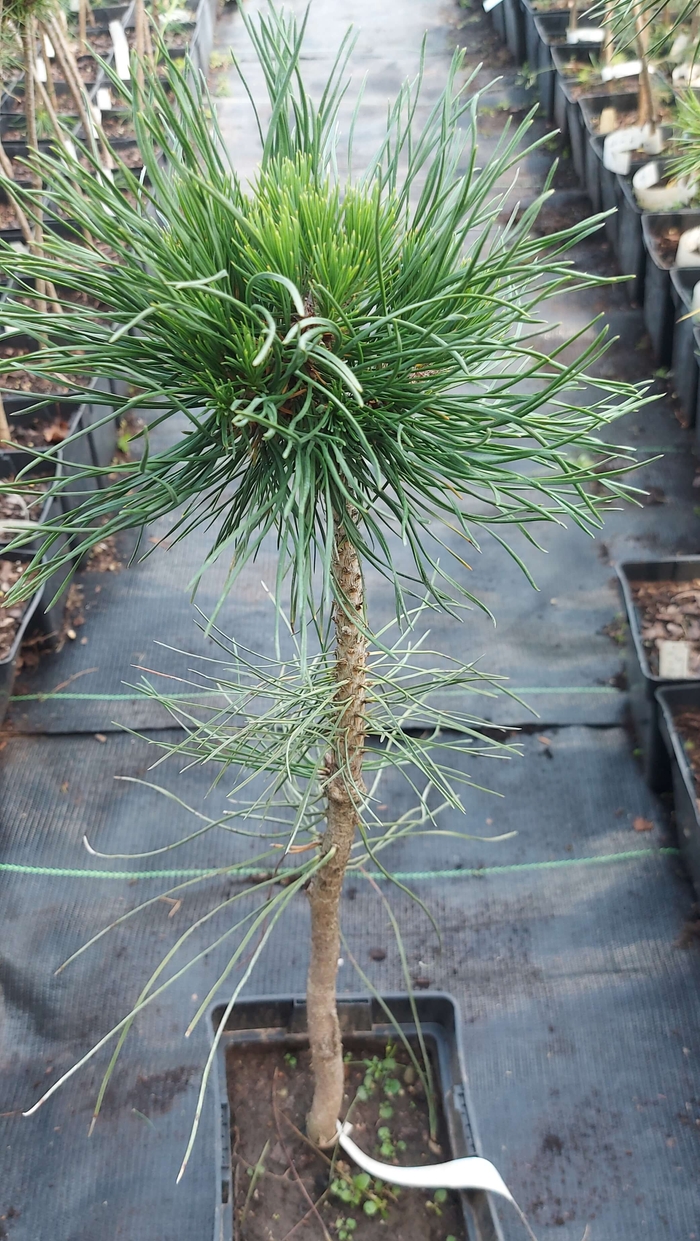 Сосна гірська 'Варелла' (Pinus mugo 'Varella')