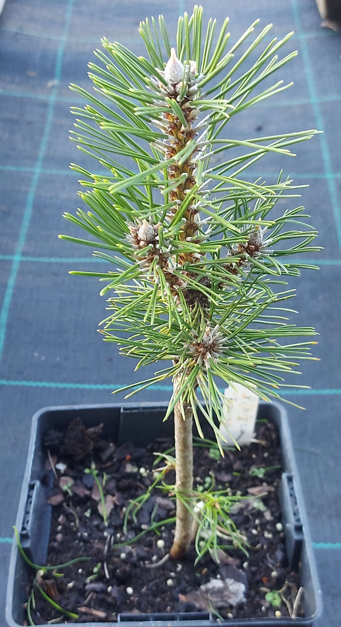 Сосна чорна 'Комет'  (Pinus nigra 'Komet')