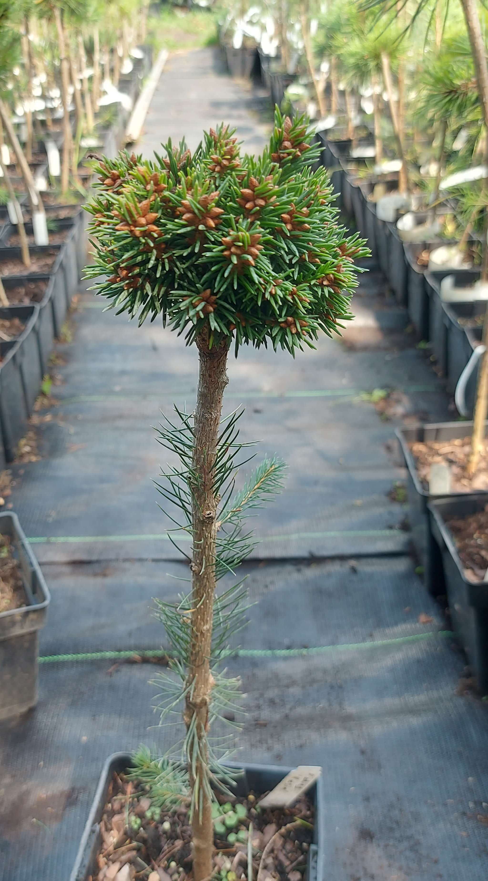 Ялина звичайна 'Гасін' (Picea abies 'Hasin')