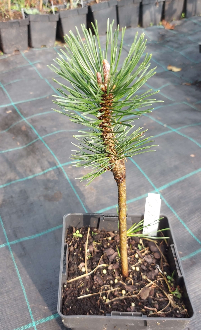 Сосна гірська 'Анджей' (Pinus mugo 'Andrzej')