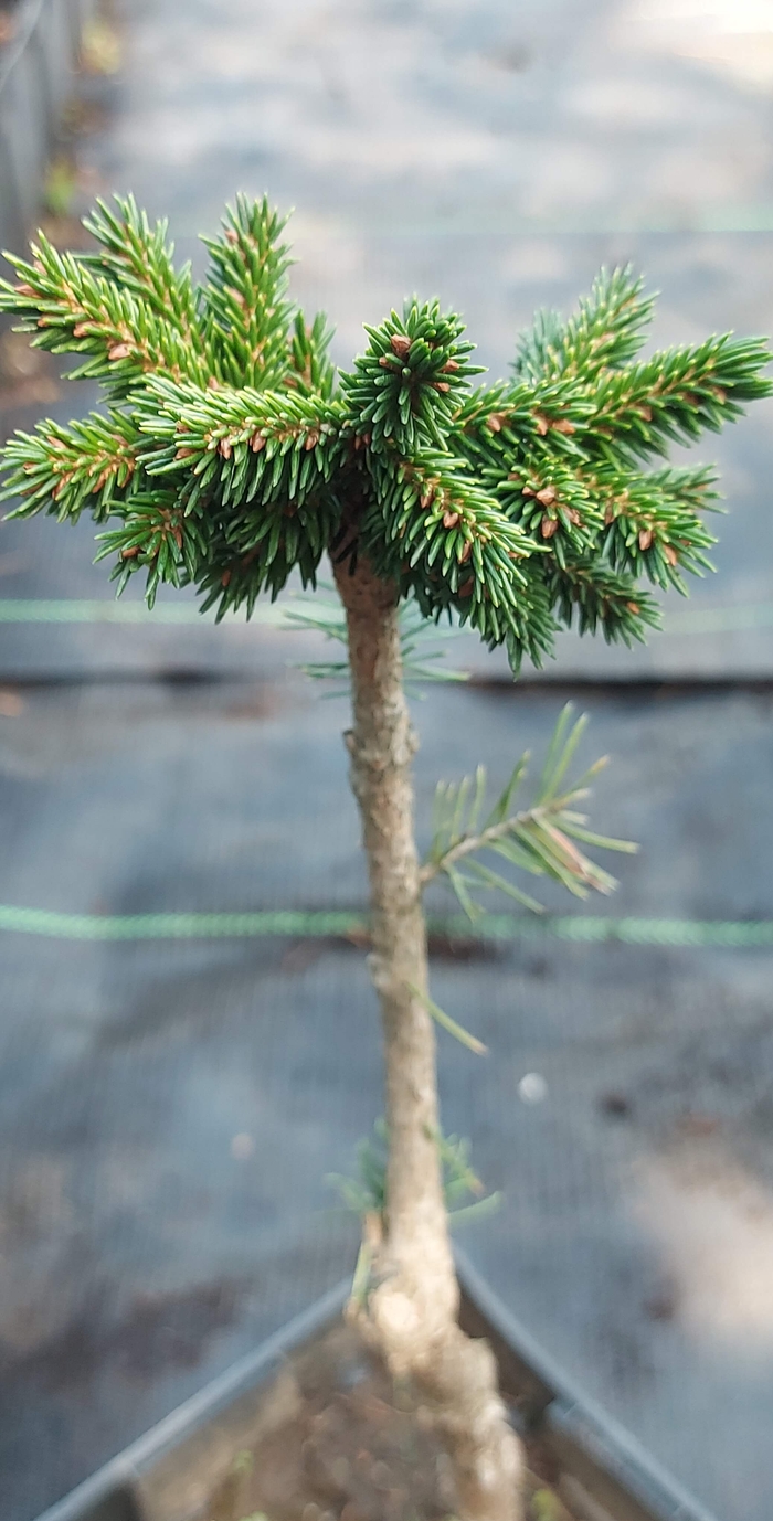 Ялина східна 'Певе Тайні Голд' (Picea orientalis 'Peve Tiny Gold')