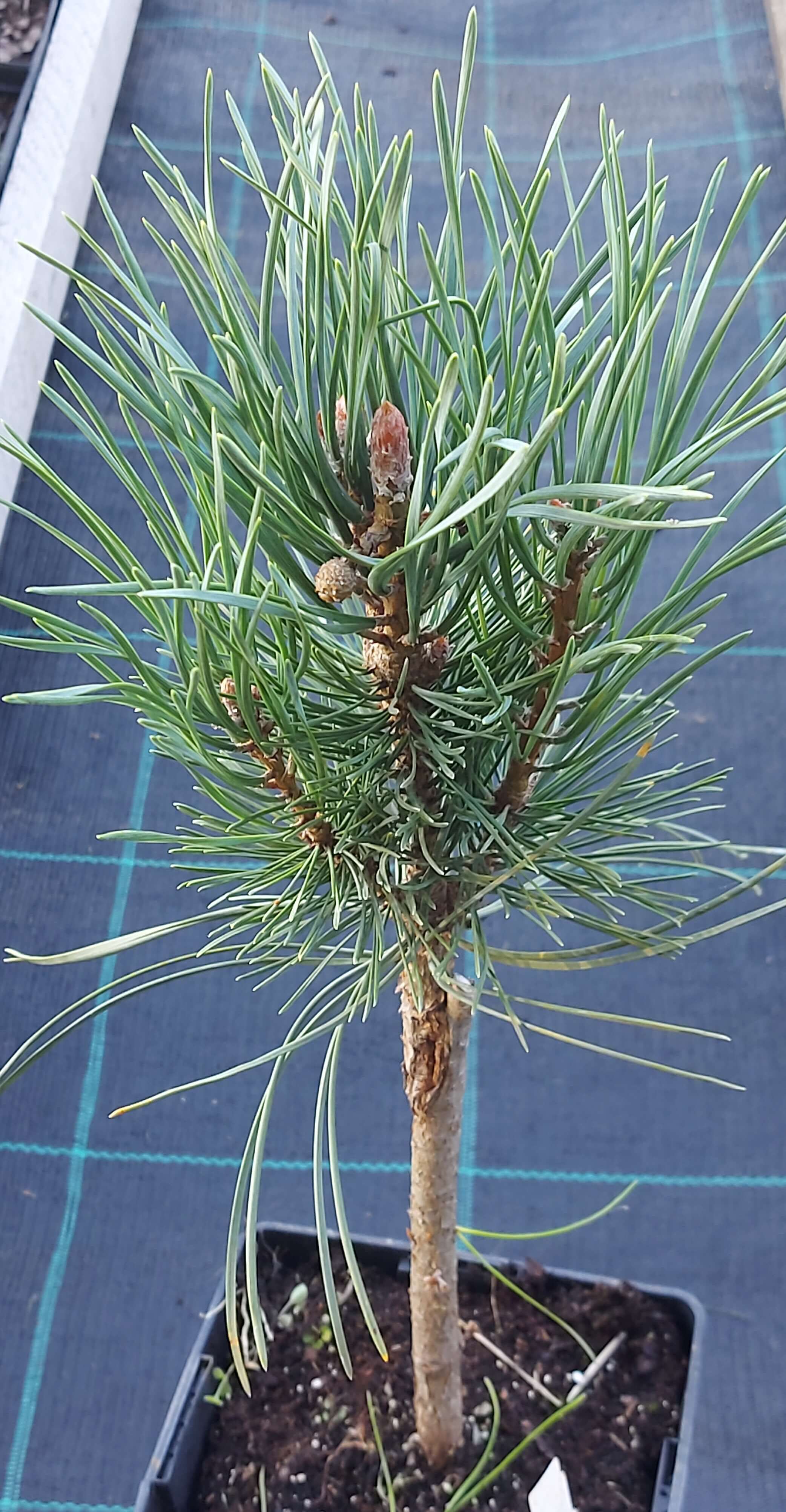 Сосна звичайна 'Фастігіата' (Pinus sylvestris 'Fastigiata')
