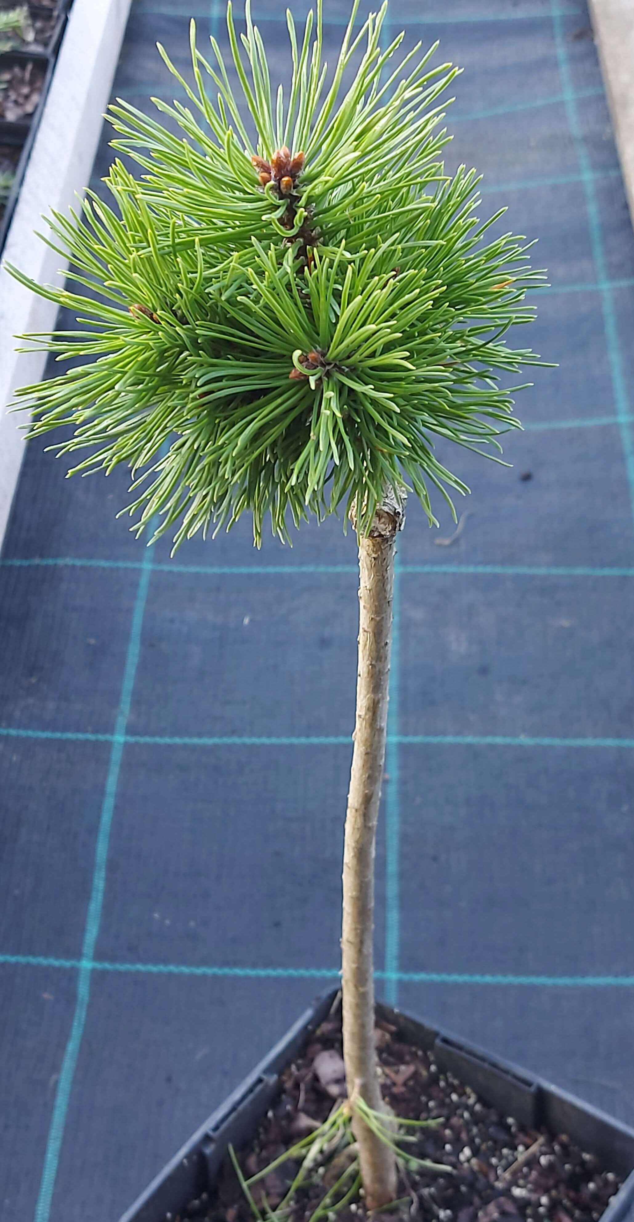 Сосна гірська 'Літл Делайт' (Pinus mugo 'Little Delight')