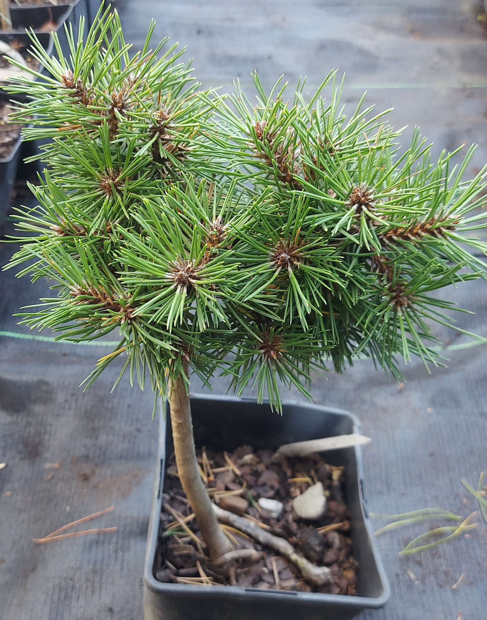 Чорна сосна 'Бобо'  (Pinus nigra 'Bobo')