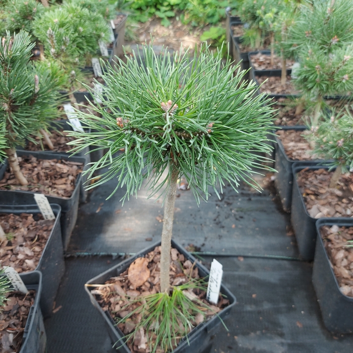 Pinus mugo 'Fischleinboden'