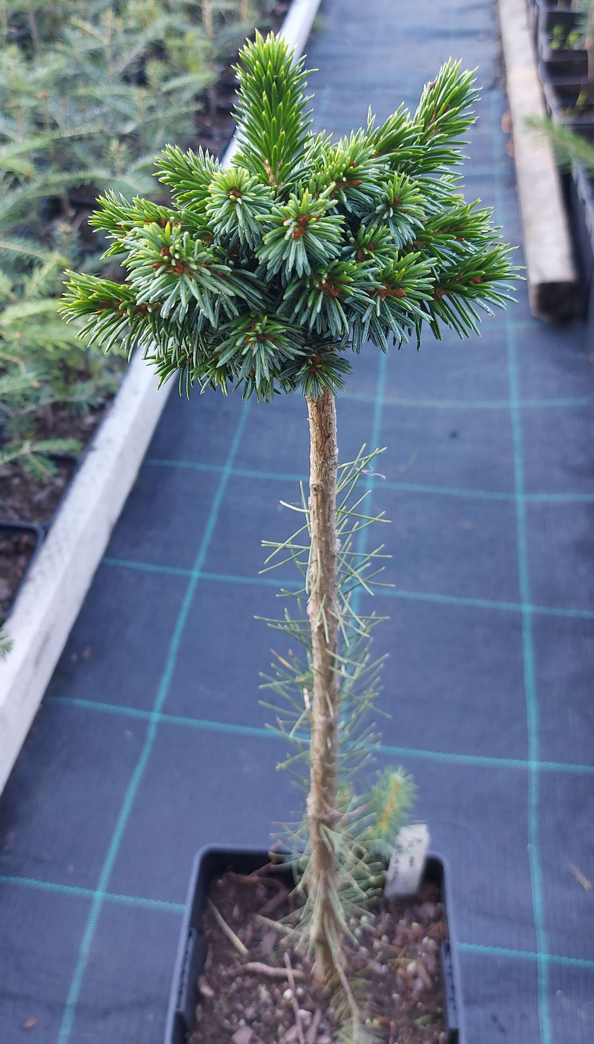 Ялина сербська 'Кемпер' (Picea omorika 'Kemper')
