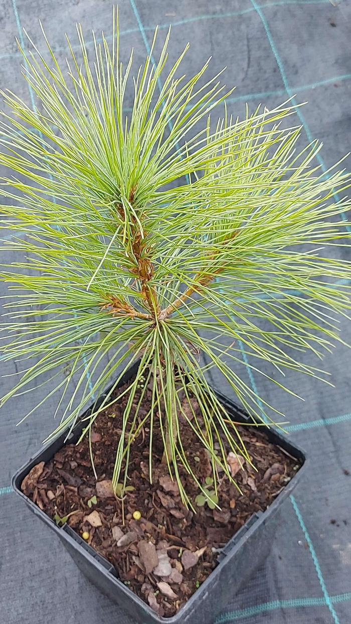 Сосна гісмалайська (Pinus wallichiana)