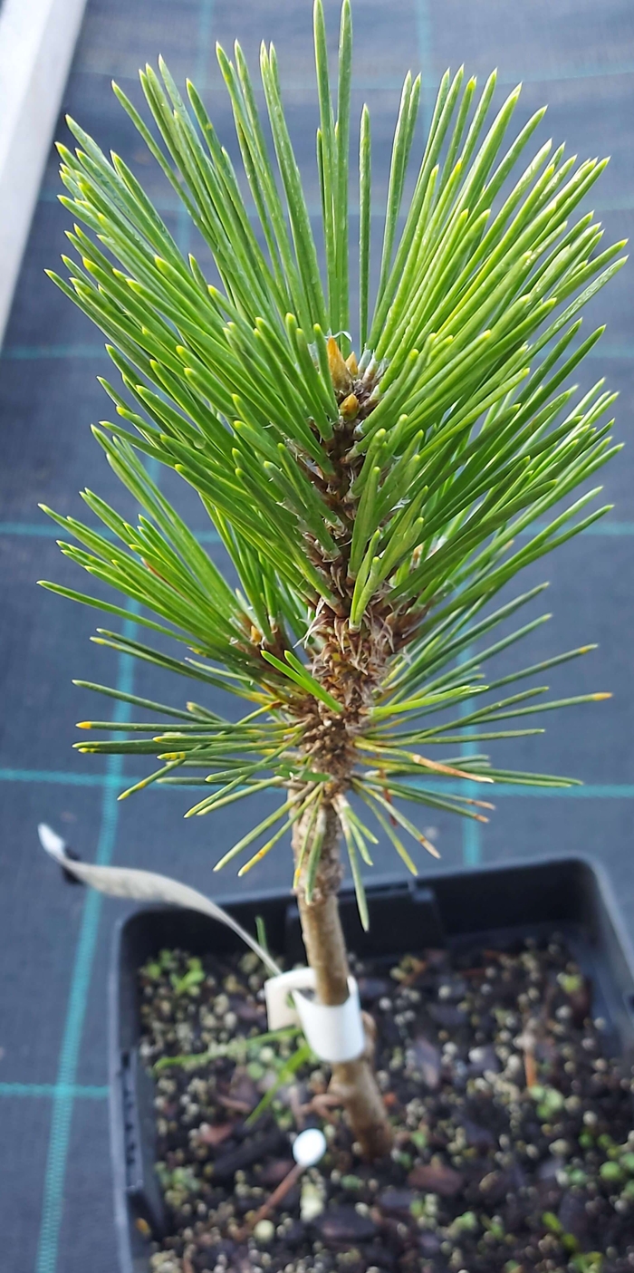 Сосна Тунберга 'Котобукі' (Pinus thunbergii 'Kotobuki' )