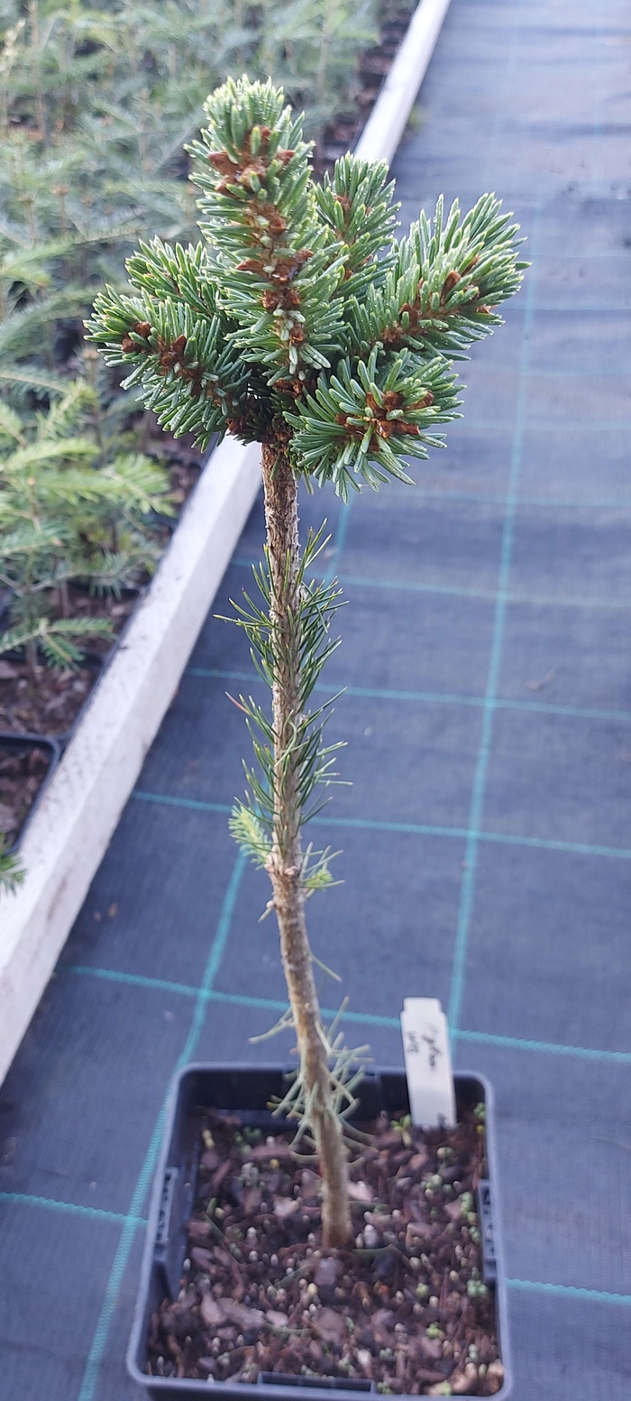 Ялина канадська ВБ ('Picea glauka WB')