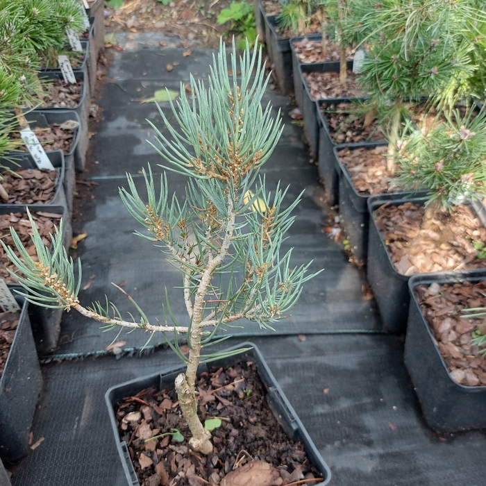 Pinus monophylla 'Tioga Pass'