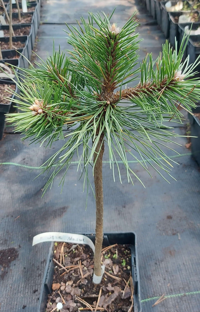 Чорна сосна 'Васула' (Pinus nigra 'Vasula')