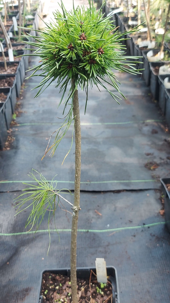 Сосна гачкувата (Pinus uncinata 'Sekac')