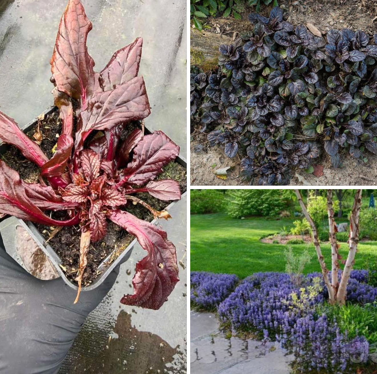 Живучка блек скеллоп р9