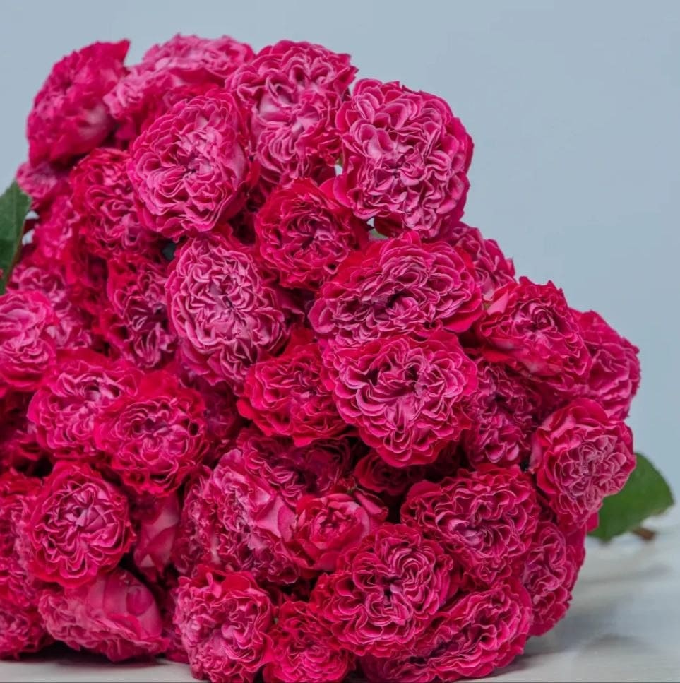 Роял Меджик (Royal Magic)