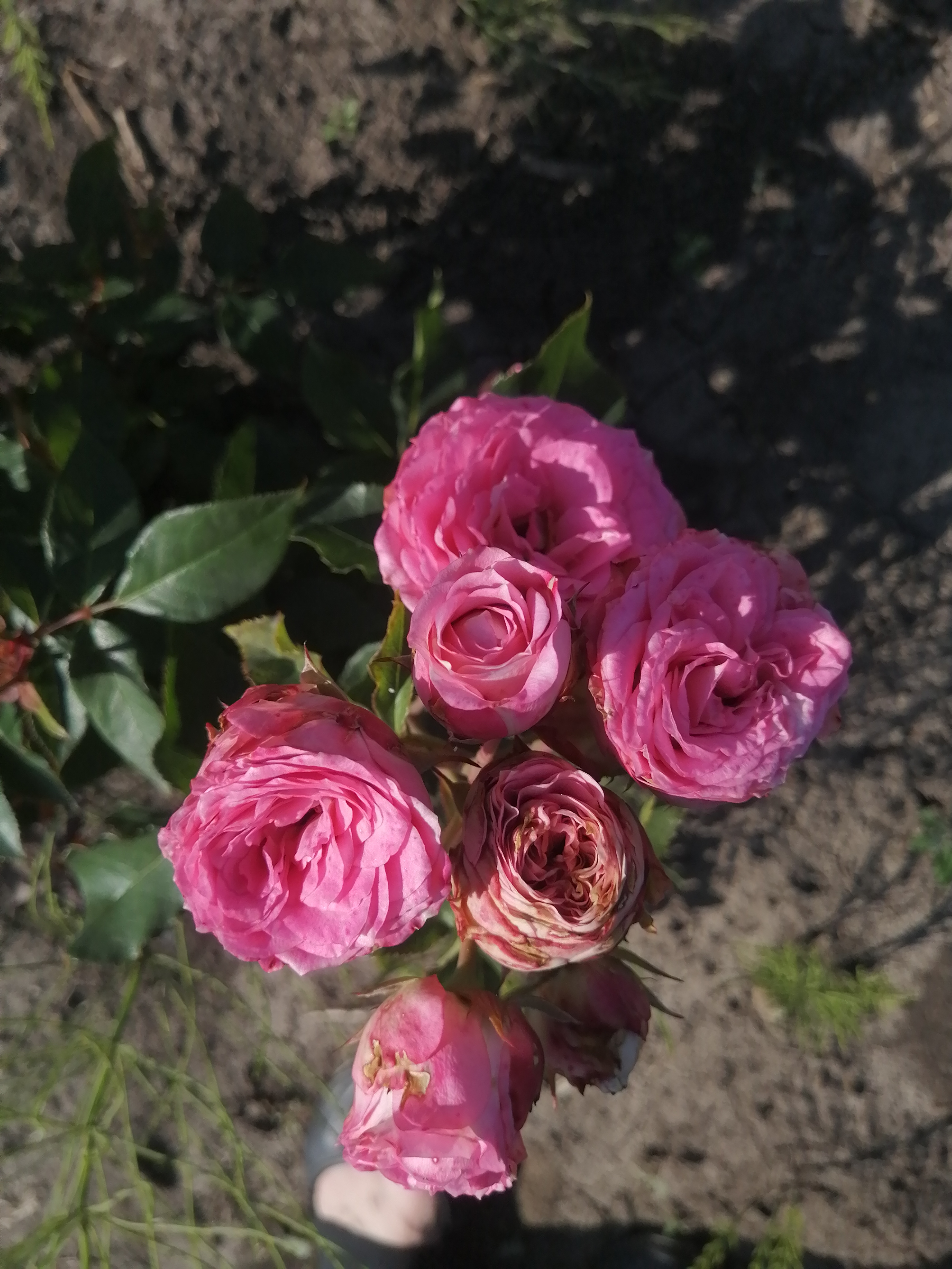 ПАВЛОВА (Pavlova)