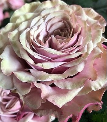 🌹 Троянда чайно-гібридна "Бурбон Стріт" (Bourbon Street)