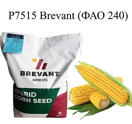 Насіння кукурудзи Р7515 Бревант ФАО 240 Кукурудза високої врожайності