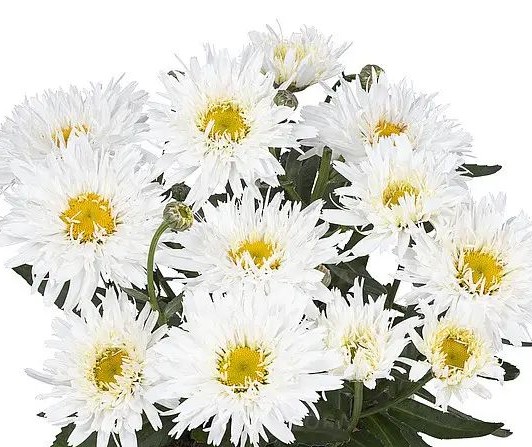Ромашка Sweet Daisy Rebecca ( в горщику 0,5 л. )