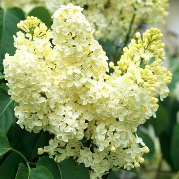 Бузок звичайний "Primrose"