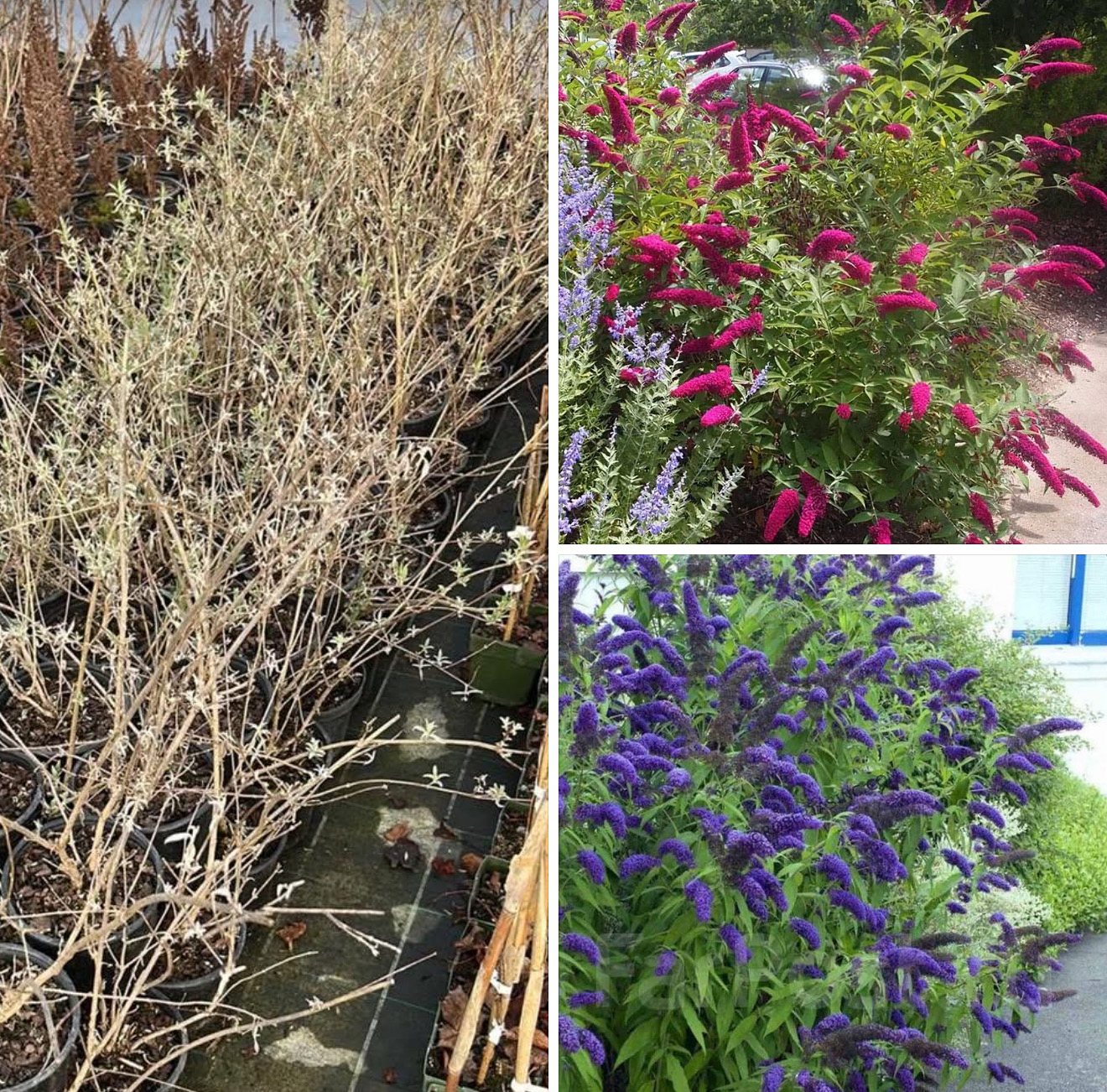 БудлеЯ нано блю 2 л