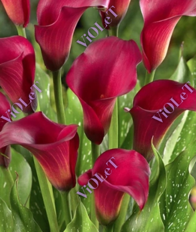 Кала Callafornia Red, 12/14 бульба, 1 шт.