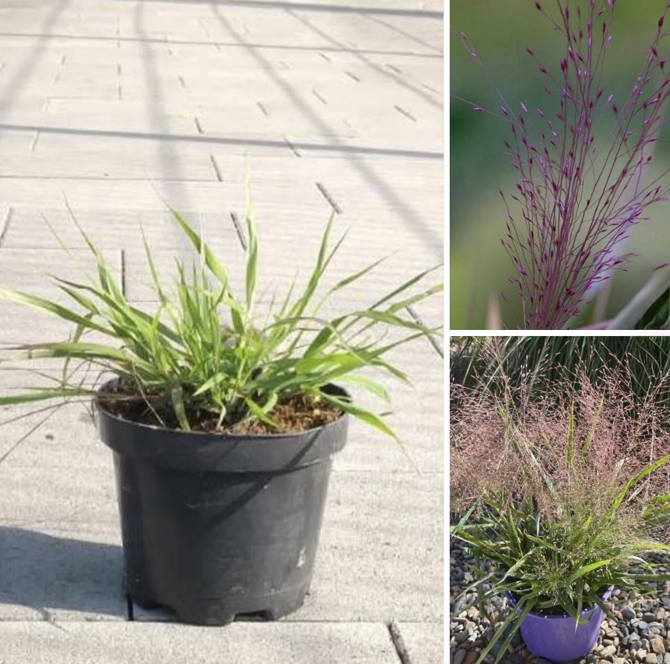 Ерагростіс 1,5 л