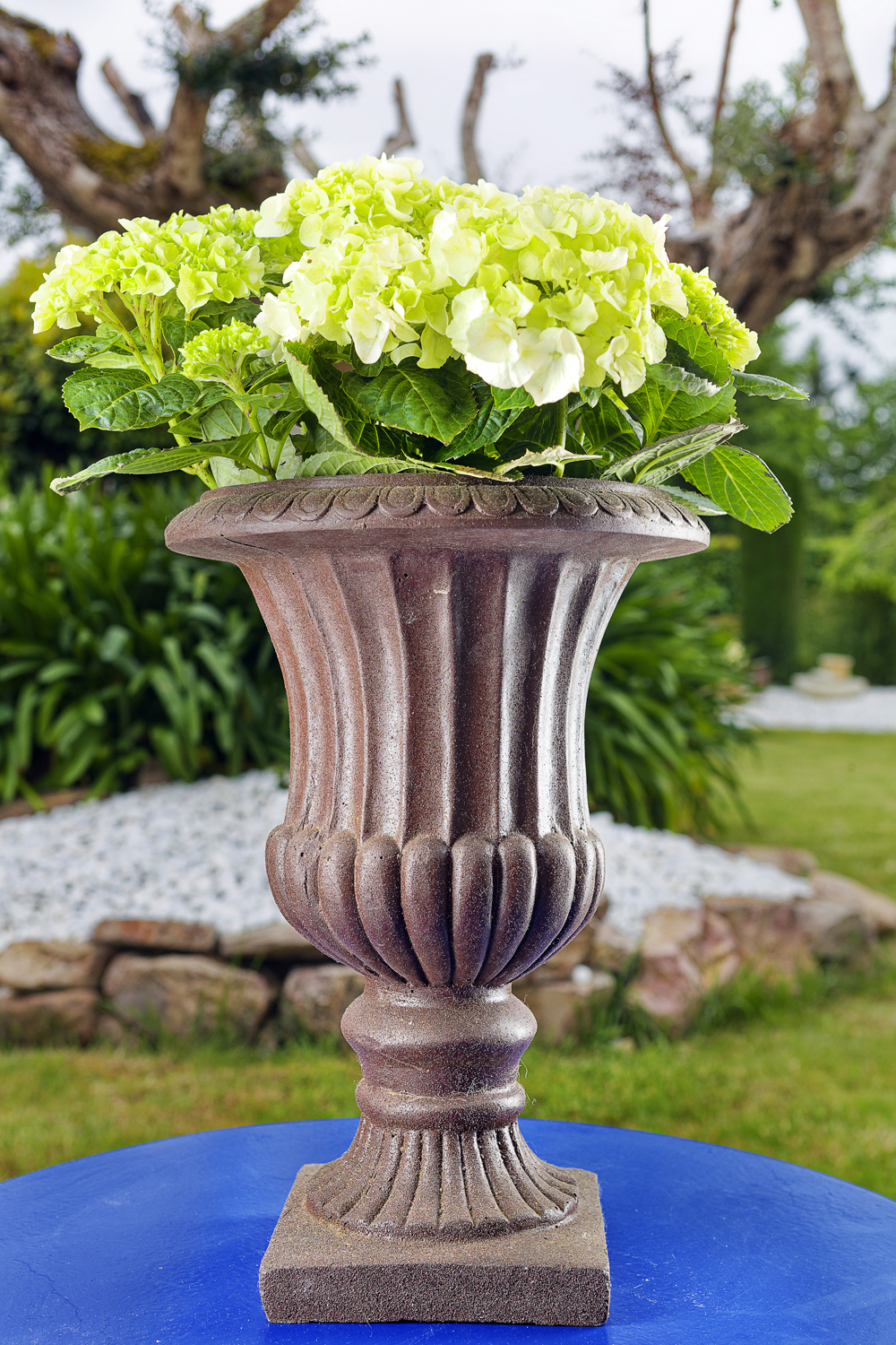 plante "Hortensia"