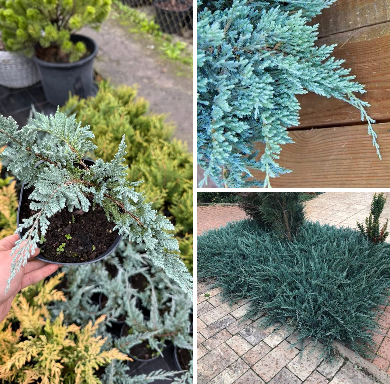 Ялівець блю чіп