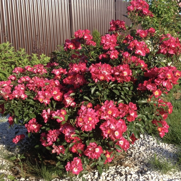 Гранд-Дюк Жан — Grand-Duc Jean