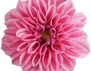 Жоржина Dalina MIDI Malaysia (касетна розсада)