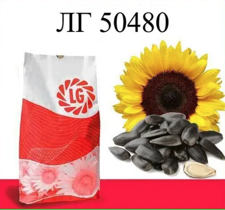 Насіння соняшнику ЛГ 50480 Limagrain, насіння високоврожайного соняшнику Лімагрейн