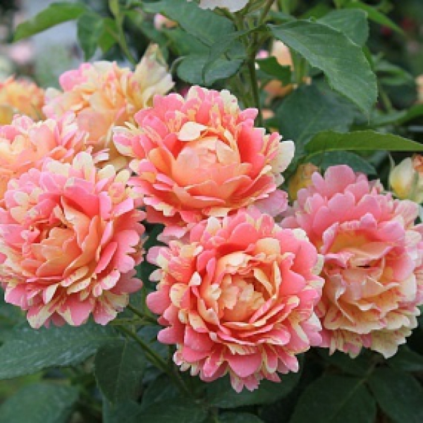 РОЗ ДЕ ЦИСТЕРСЬЕН (Rose des Cisterciens)