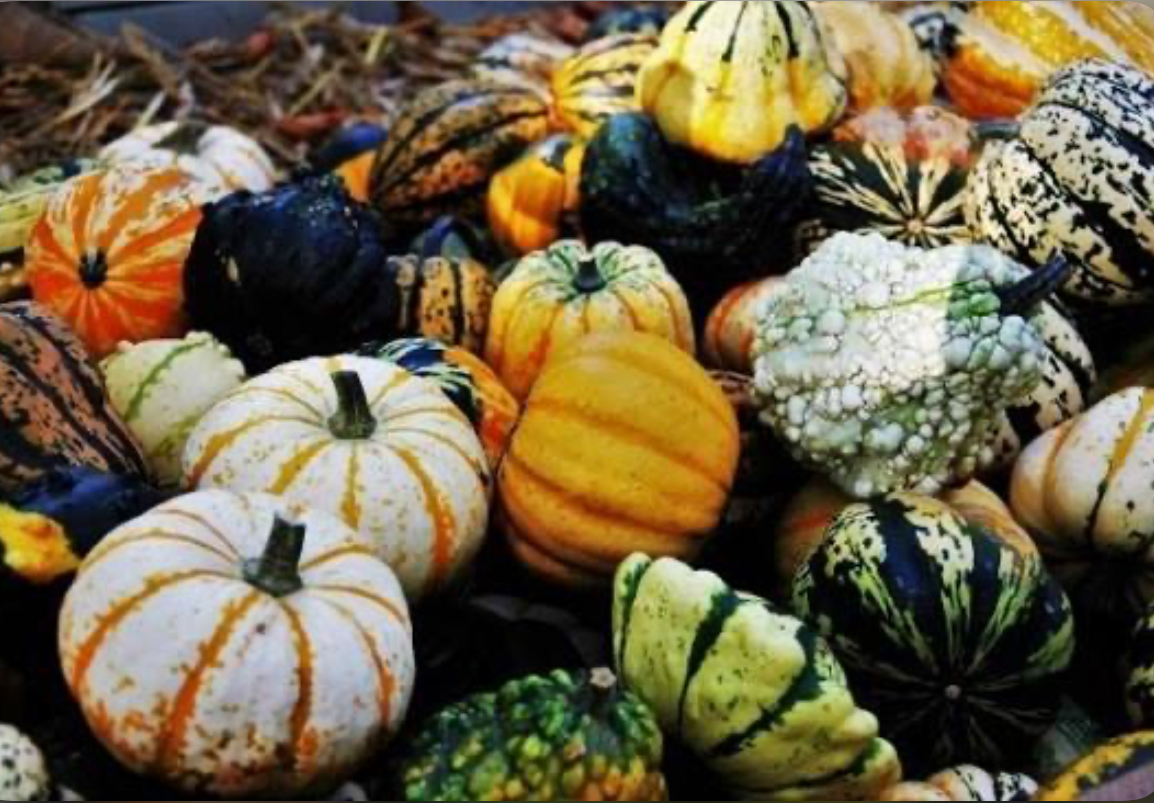 Гарбуз декоративний