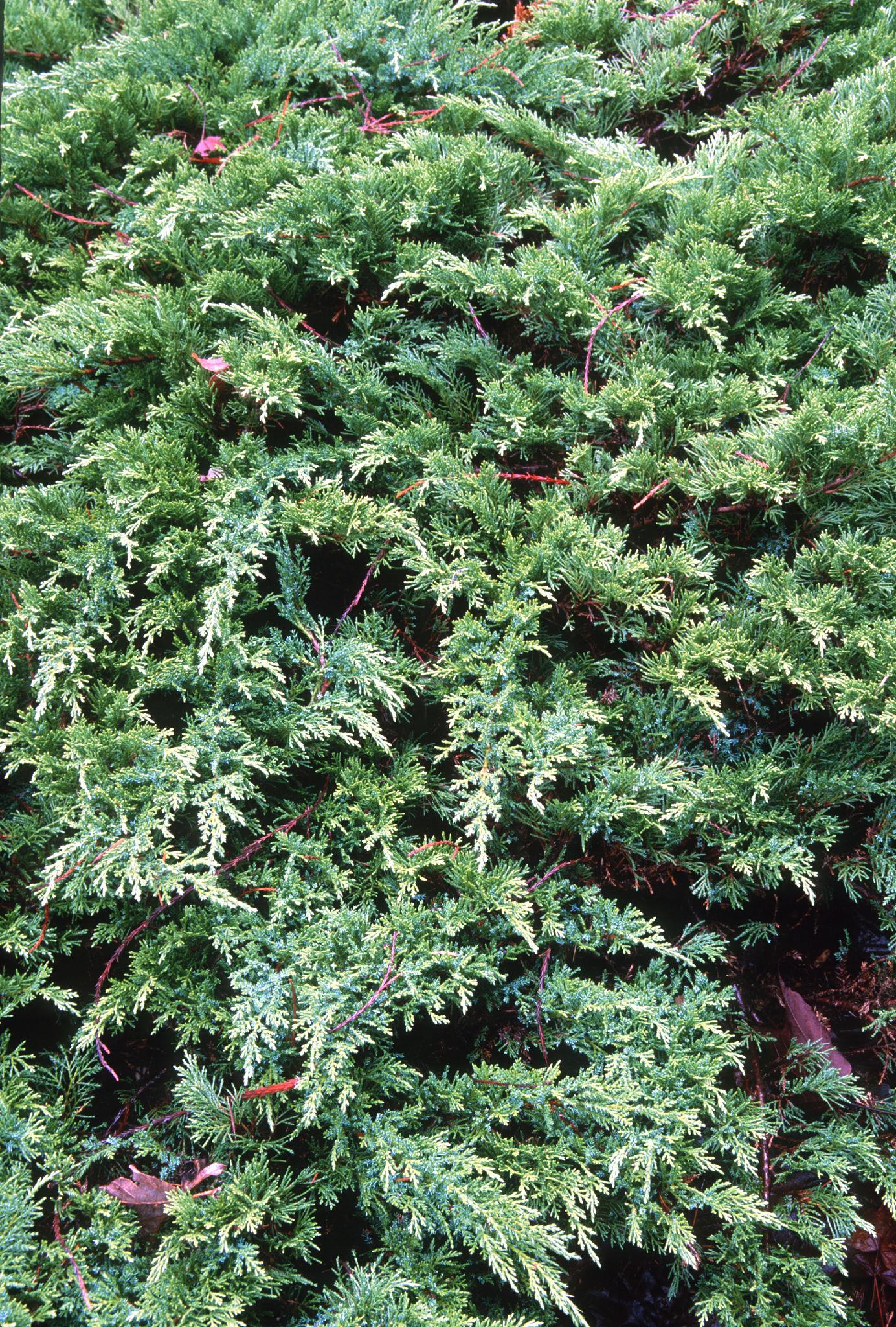 Ялівець козацький Tamariscifolia