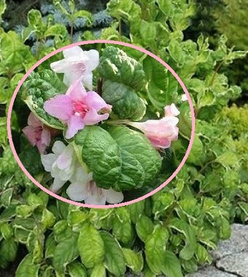 🌺 Вейгела квітуча Caricature (Вейгела "Карікатюр")